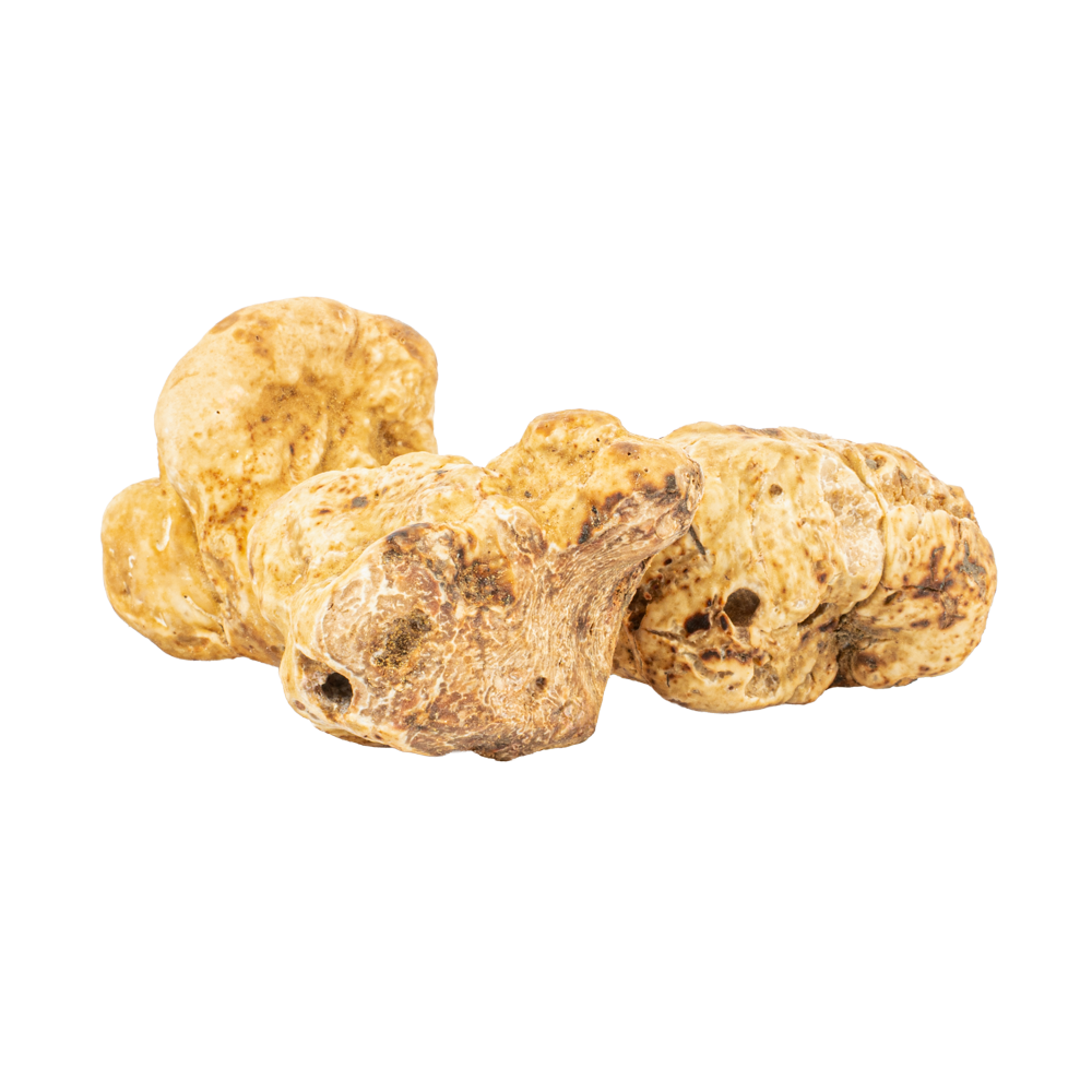 Truffe Blanche d’Alba
